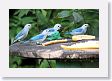 SelvaVerde - 086 * Green Honeycreeper with Blue-gray Tanagers * Green Honeycreeper with Blue-gray Tanagers